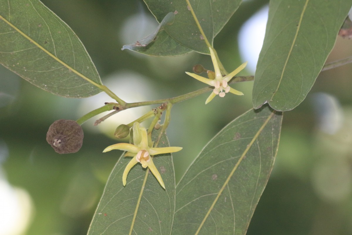 Hydnocarpus castaneus Hook.f. & Thomson